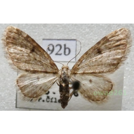 Eupithecia tantillaria Boisduval, 1840 Czech92b